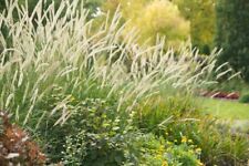Pennisetum macrourum - African