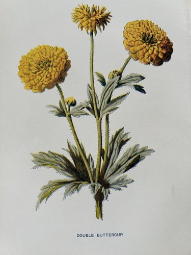 Antique print double buttercup - double,
