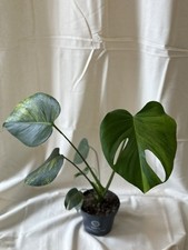 Monstera Aurea large form - 12