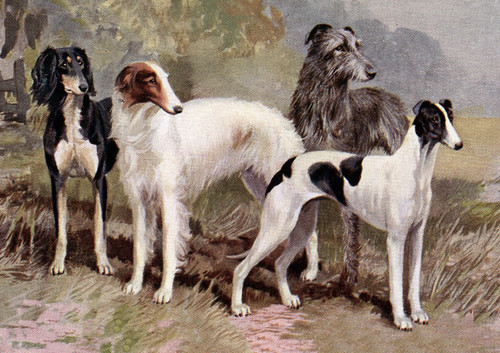 Saluki dog greeting card - saluki,