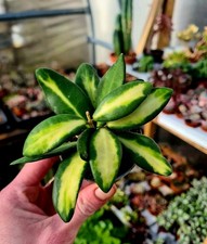 Hoya Aff. Burtoniae Variegated