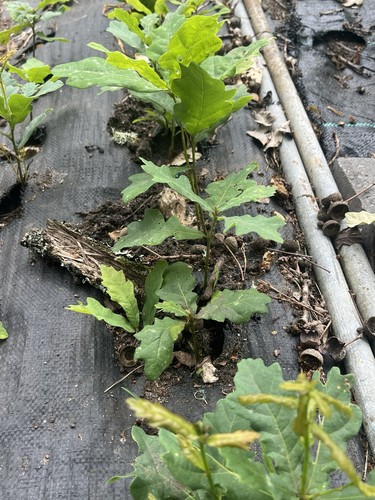 Oak tree saplings each - oak,