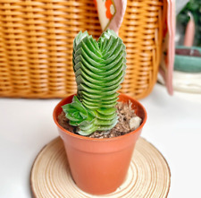 Crassula 'Buddha's Temple' - Miniature Succulent in 6cm Pot