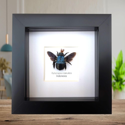 Framed blue carpenter - , bee