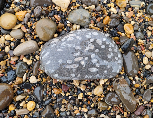 Large piece fossil - large,
