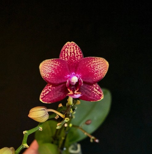 Phalaenopsis red unique - "red",