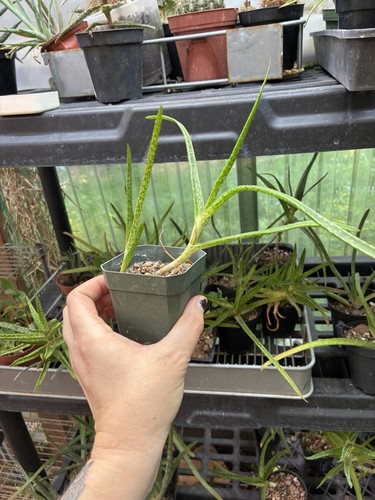 Aloe pendens starter - , plant