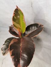 Ficus Belize reddish brown colour leaves Ficus/rubber plant 25-32cm/12cm pot