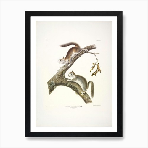 Downy squirrel john james - john,