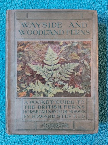 Wayside woodland ferns - wayside,