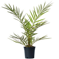 Phoenix Canariensis Tree Rare Canary Island Palm Outdoor Exotic Garden Plant