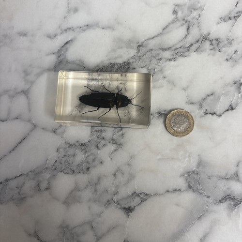 National geographic bugs - national,