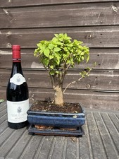 Bonsai Tree Bougainvillea Red