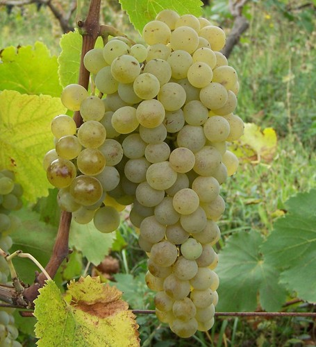Giant variety green grape - giant, variety*green
