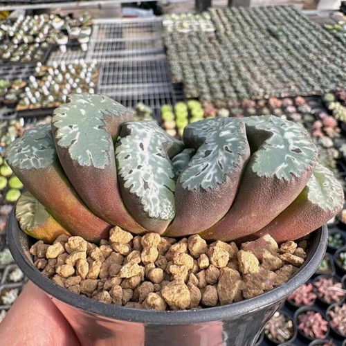 8cm succulent plant - succulent,