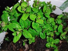 || METCHAR || 5x Bare Rooted