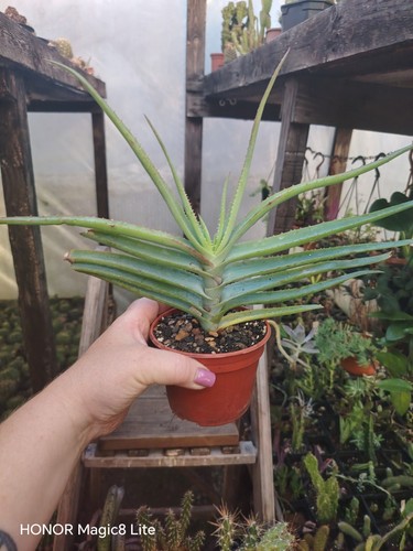 Aloe glauca formę distincya - aloe,