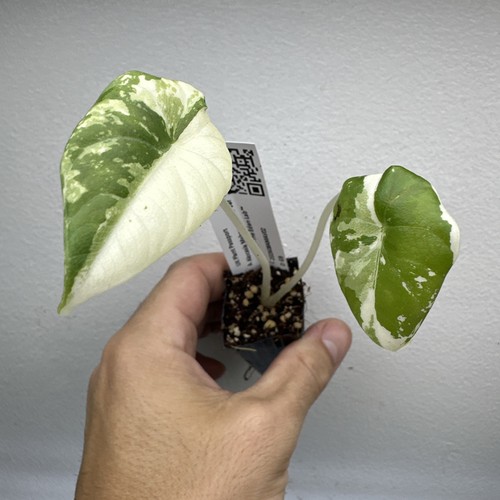 Alocasia maharani variegata - maharani,