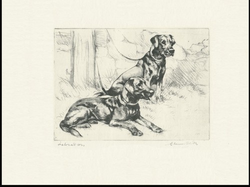 Labrador retriever vintage - labrador,