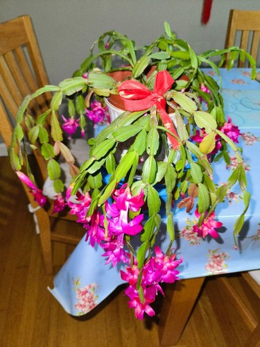 Christmas cactus plant - 1x,