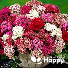 DWARF SWEET WILLIAM -