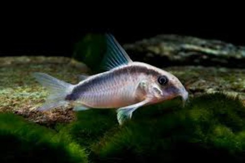 Pack wild corydoras - wild, arcuatus