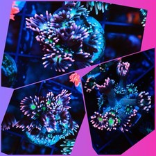 SHA Yellow Centre Rainbow