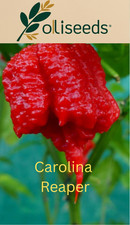 Carolina reaper chilli pepper - carolina,