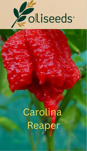 Carolina reaper chilli pepper - reaper,