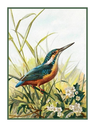 Kingfisher bird archibald - bird,