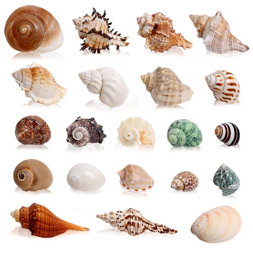21pcs hermit crab - crab, large