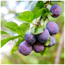 Dwarf Patio Plum Reine Claude d'Althan, 4-5ft, 6L Pot Large Purple Tasty Fruit