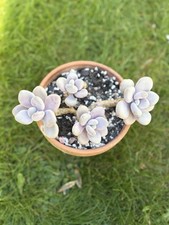 Graptopelatum Amethystinium