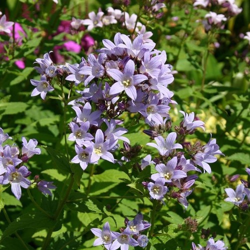 Campanula lactiflora loddon - lactiflora,