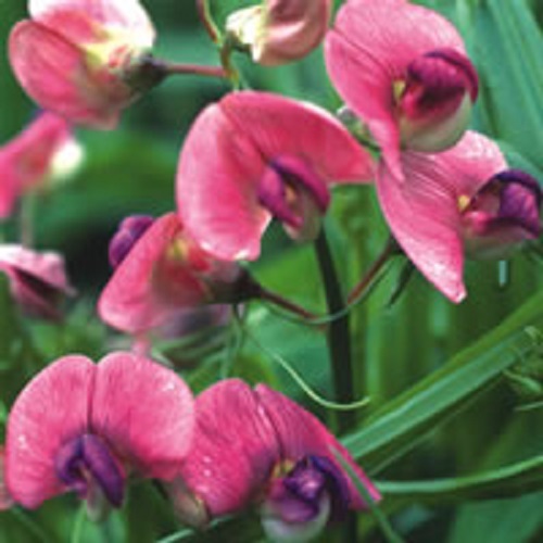 Lathyrus sylvestris - lathyrus,
