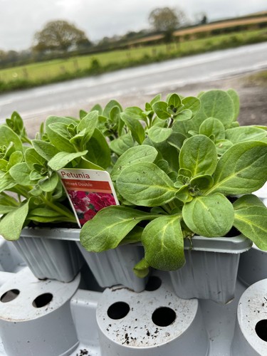 Mixed double petunia pack - 9,
