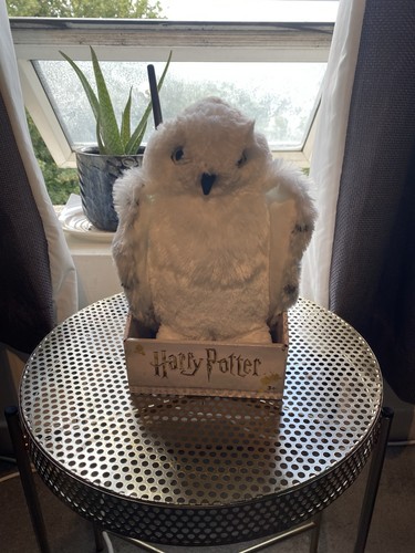 Harry potter hedwig - harry,