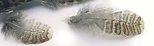 Woodcock Hackle/Plumage