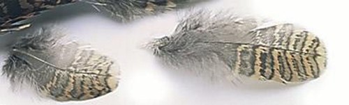 Woodcock hackle plumage - woodcock, hackle/plumage