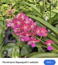 Perriiraara Rapeepath ‘pink’, FS Vanda-type Orchid, Not On Bloom