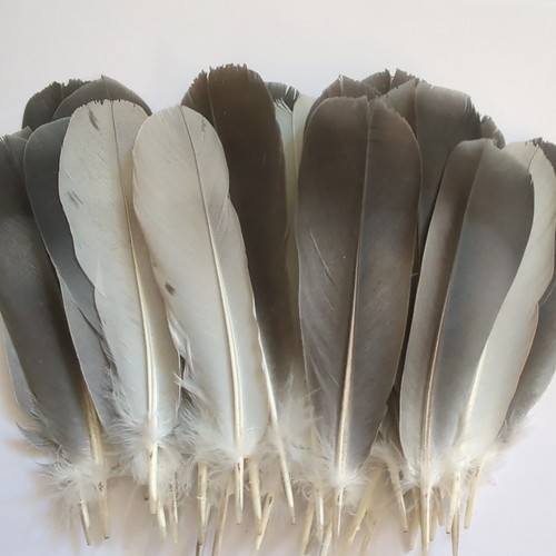Naturally moulted bird - 30,