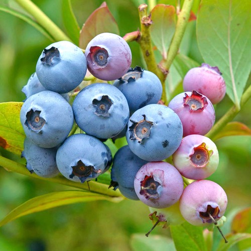 Blueberry vaccinium corymbosum - vaccinium,