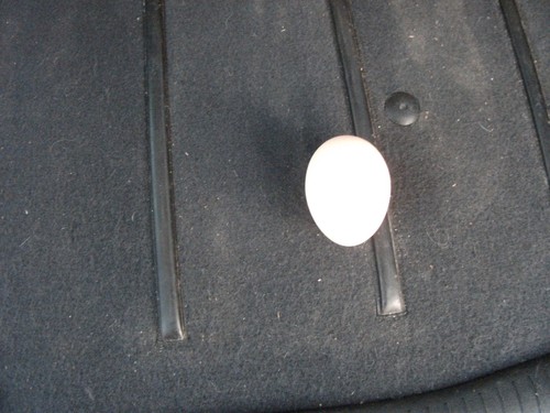 Free range eggs - range,