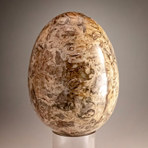 Fossil stone egg polished - egg,