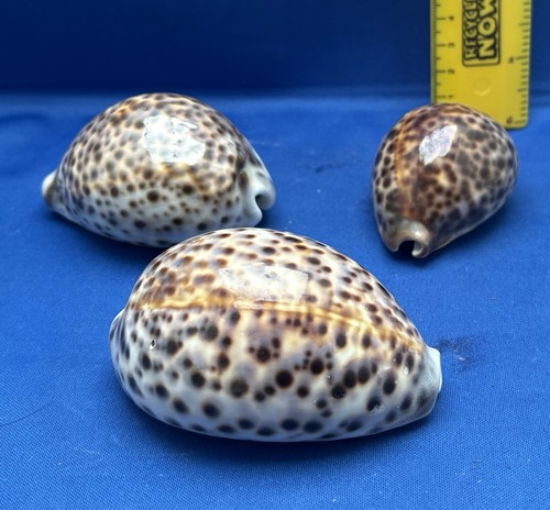 Three tiger cowrie - cowrie, shells