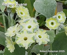 Primula auricula 'Helene