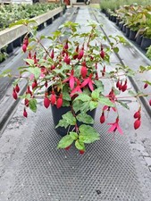 Hardy Perennials Garden Plant