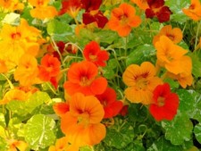 Nasturtium 'Whirlybird'  Bumper Pack Special Price 7g = approx. 56 seeds