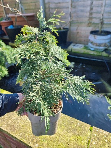 Lawson cypress nana - lawson's,