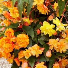 10 Begonia Lemon Apricot